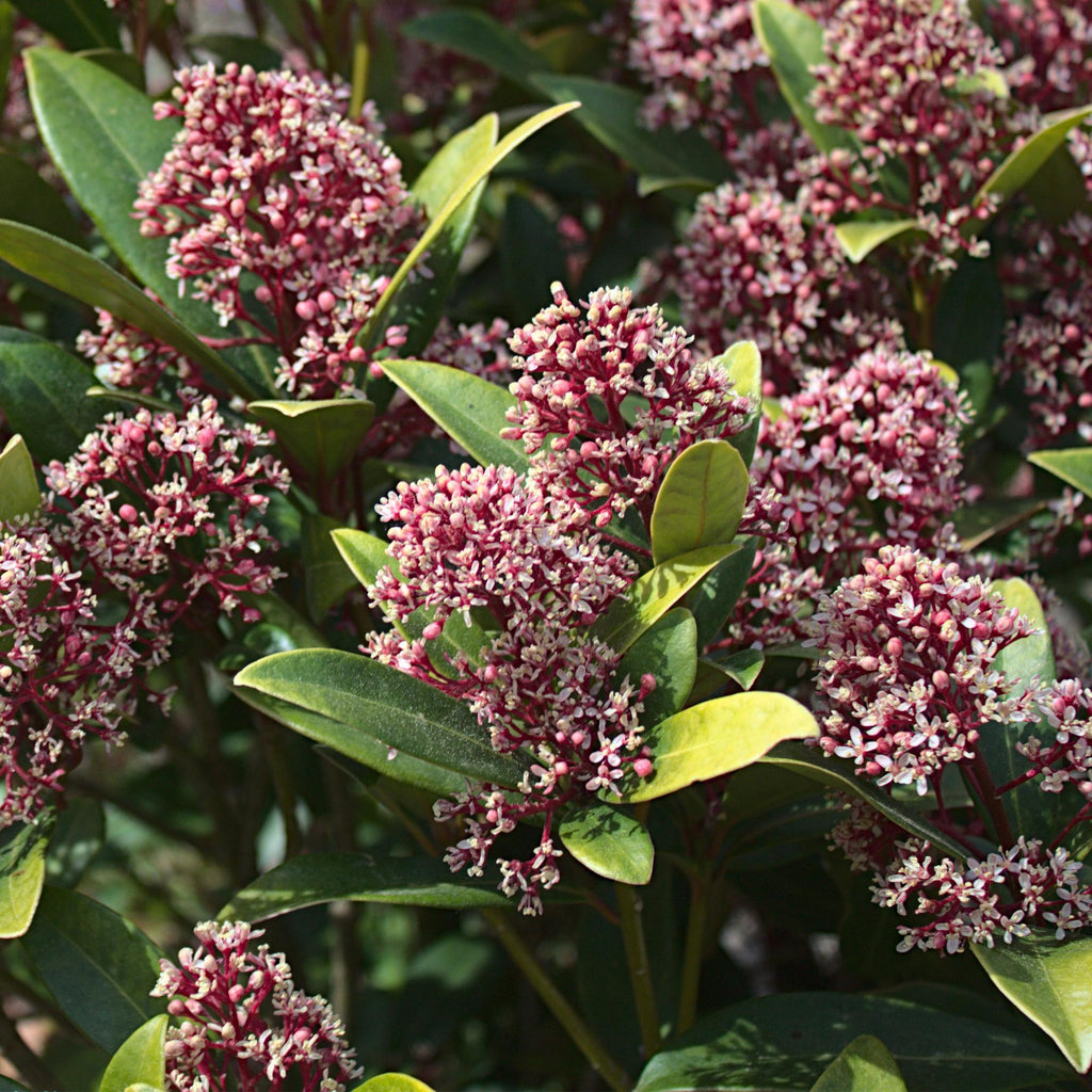 Terrasplant - Skimmia japonica Rubella - Bloem Rood - 15+ Bloemen - 2 Planten - Winterhard - Pot 15cm Hoogte 30cm