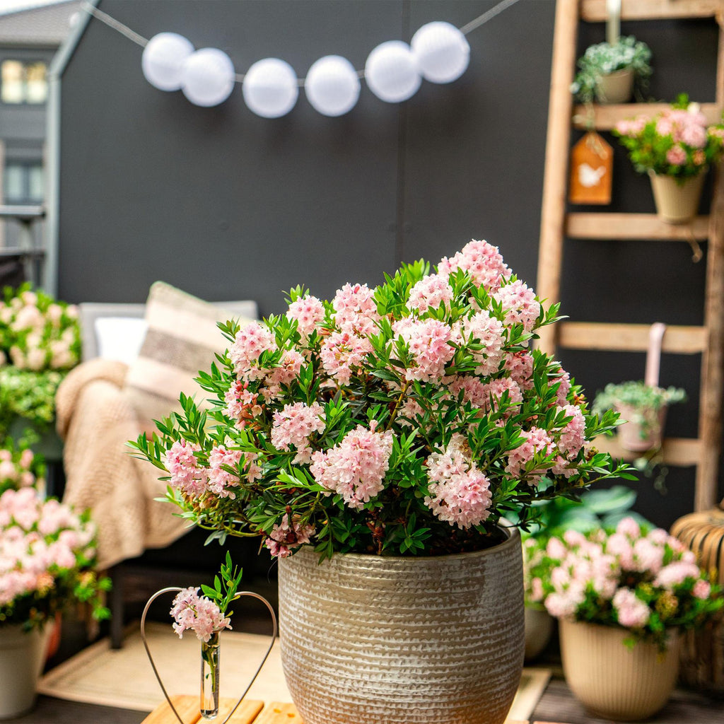 Dwerg Rhododendron - Rhododendron Bloombux Light Pink - Bloeiende Buxus - Weinig Onderhoud - Licht Roze Bloem - 1 Plant - Pot 17cm - Hoogte 30-40cm