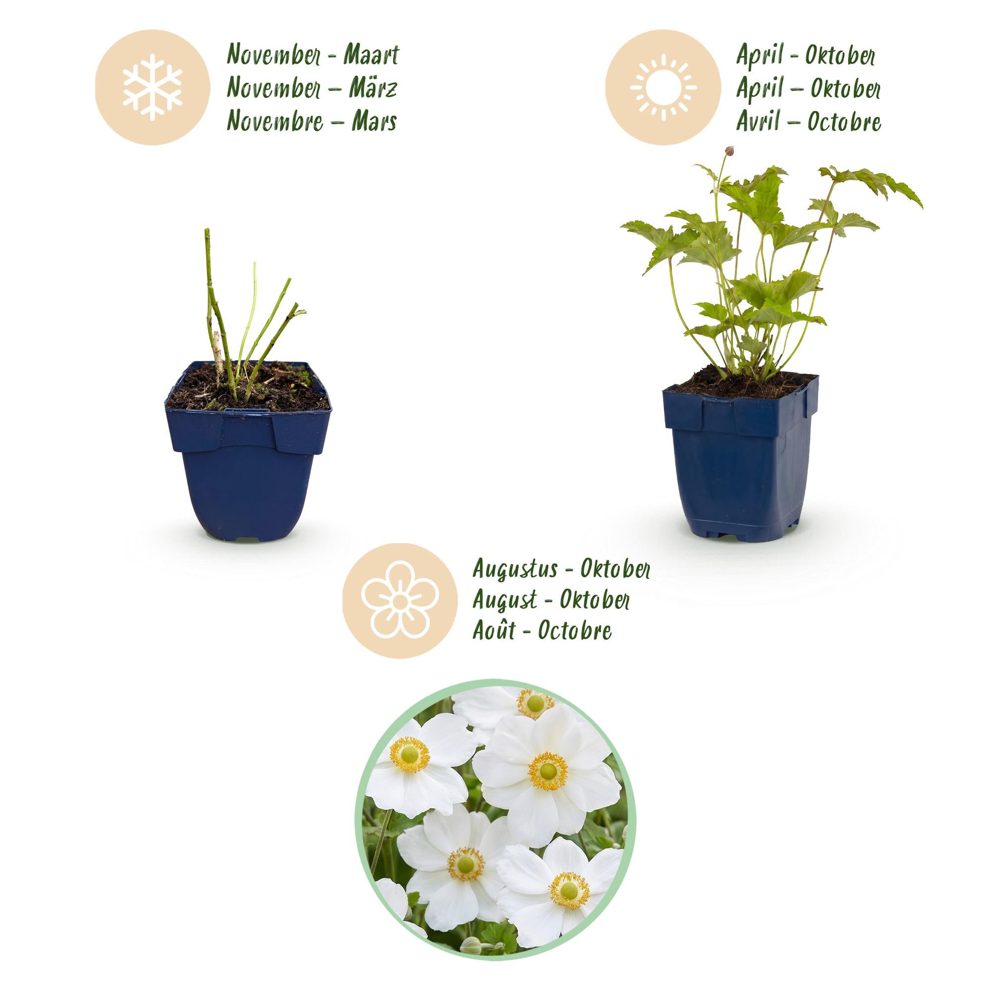 Vasteplant - Anemone hybr. Hon. Jobert - Herfst Anemoon - Schaduw - Wit - 3 Planten - Pot 11cm - Hoogte 15-25cm