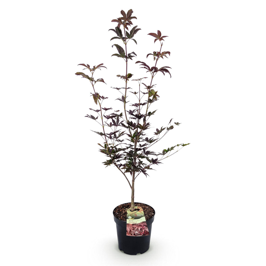 Tuinplant - Acer palmatum Bloodgood - Japanse Esdoorn - Bladverliezend - Rood - 1 - Pot 26cm - Hoogte 90cm
