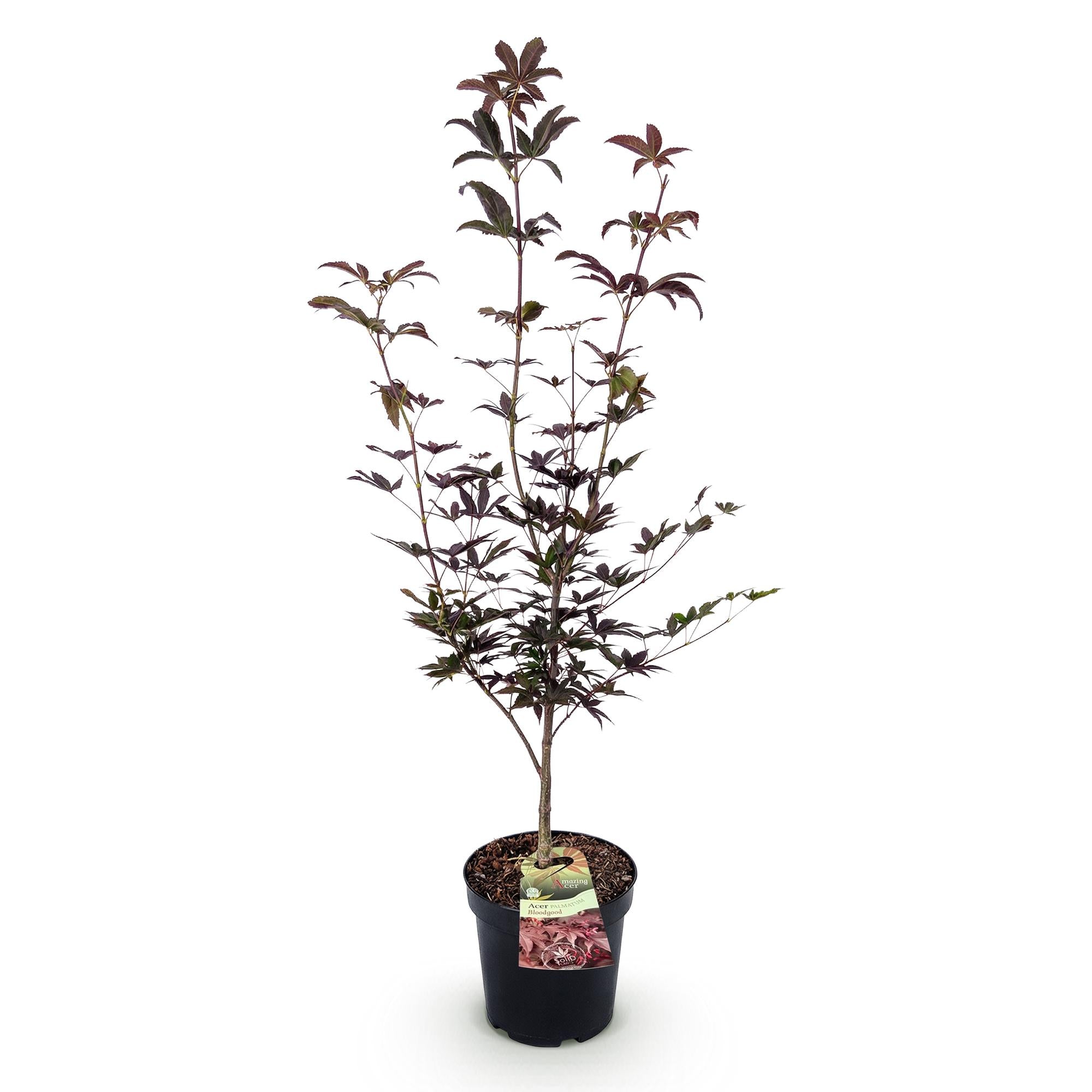 Tuinplant - Acer palmatum Bloodgood - Japanse Esdoorn - Bladverliezend - Rood - 1 - Pot 26cm - Hoogte 90cm
