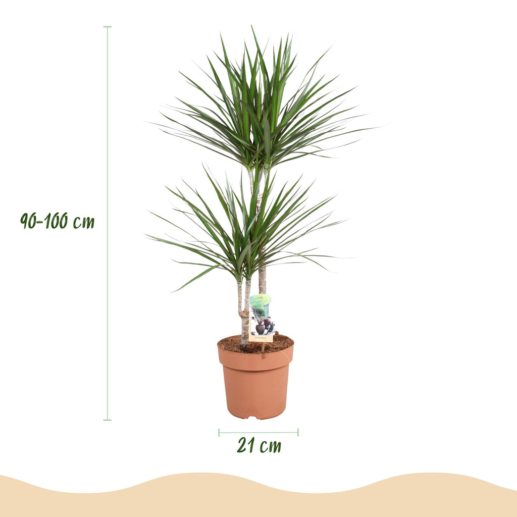 Green is... Kamerplanten - Dracaena Marginata - Drakenbloedboom - Weinig onderhoud - Groen - 1 Plant - Pot 21cm - Hoogte 90-100cm