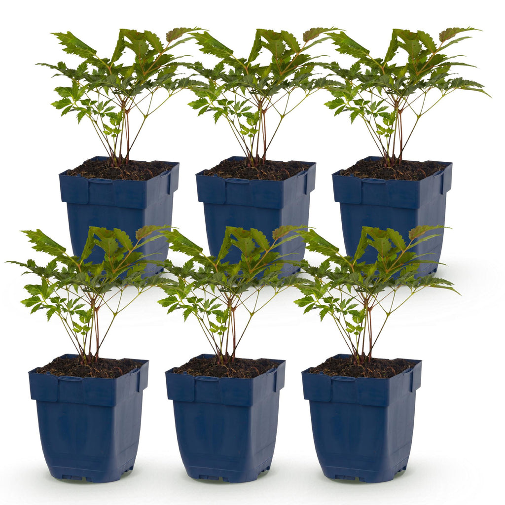 Vasteplant - Astilbe (A) Fanal - Pluimspirea - Schaduw - Rood - 6 Planten - Pot 11cm - Hoogte 15-25cm