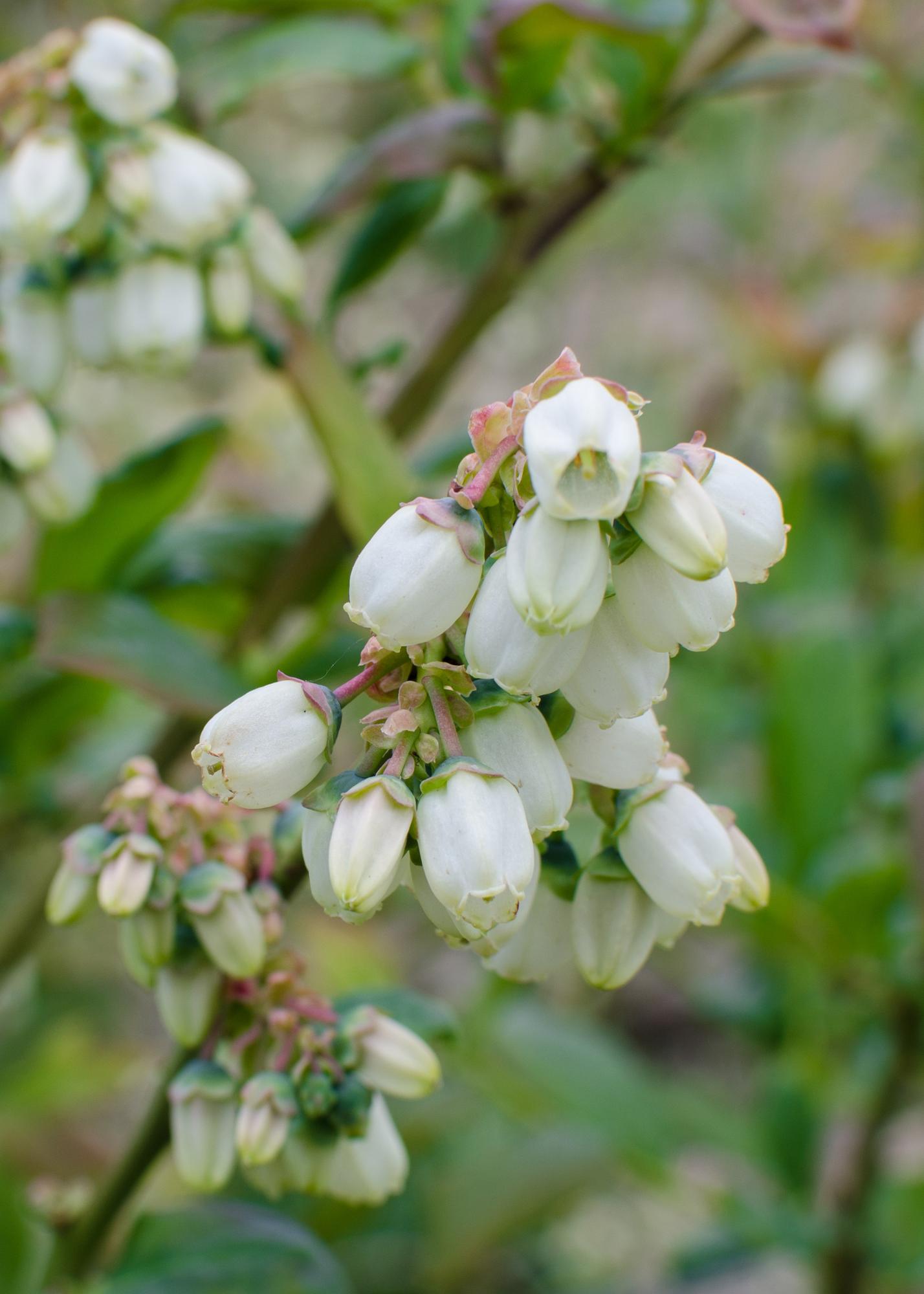 Vaccinium corymbosum 'Reka' - Blauwe bes - Ø13cm - ↕30cm