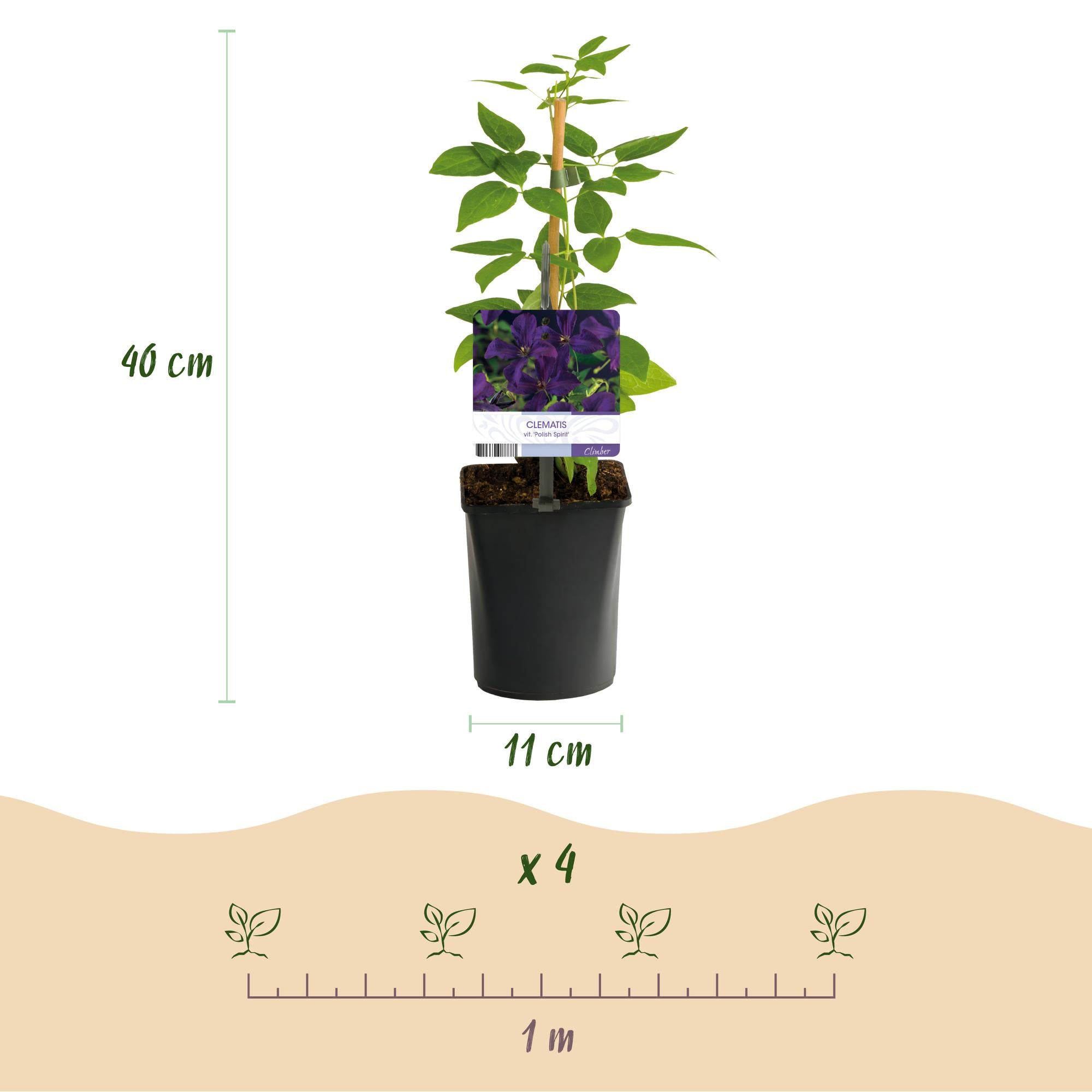 Klimplant - Clematis vit. Polish Spirit - Bloem Roze - Weinig onderhoud -2 planten -  Pot 11cm Hoogte 40cm