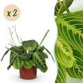 Kamerplant - Maranta Fascinator Lemon Lime - Gebedsplant - Huisdiervriendelijk - Groen - 2 Planten - Pot 12cm - Hoogte 30-35cm