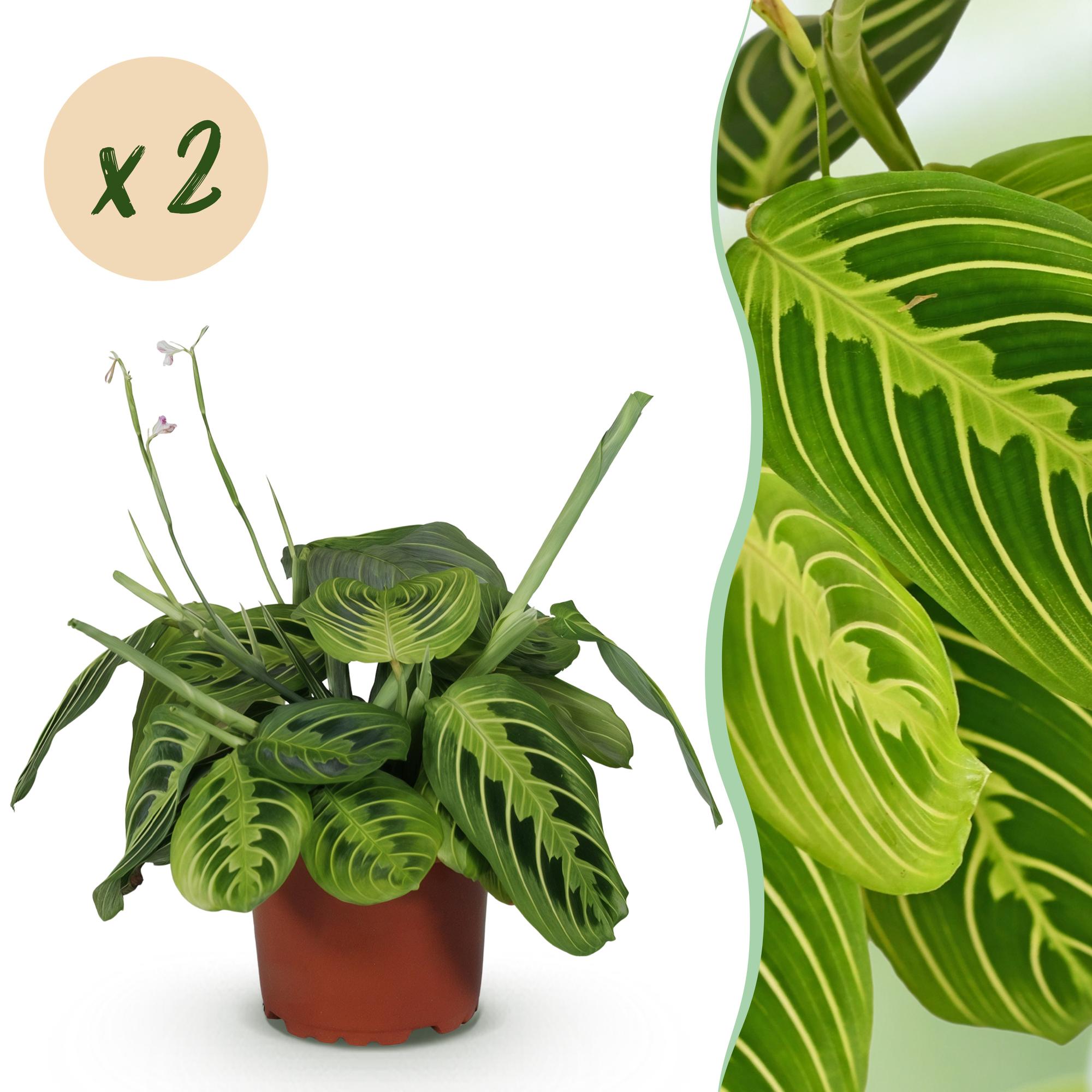 Kamerplant - Maranta Fascinator Lemon Lime - Gebedsplant - Huisdiervriendelijk - Groen - 2 Planten - Pot 12cm - Hoogte 30-35cm