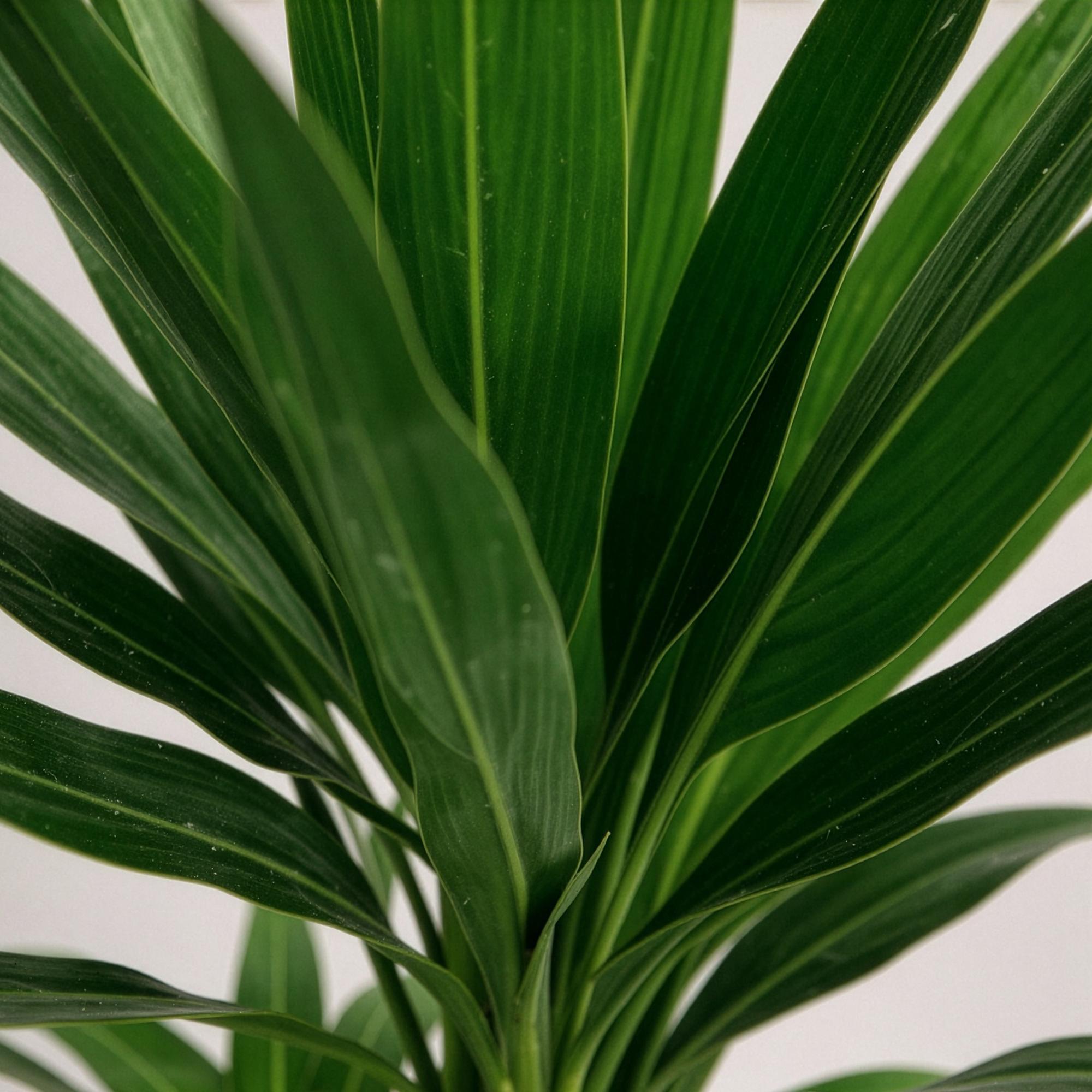 Kamerplant - Yucca elephantipes - Yucca - Weinig onderhoud - Groen - 1 - Pot 17cm - Hoogte 75cm