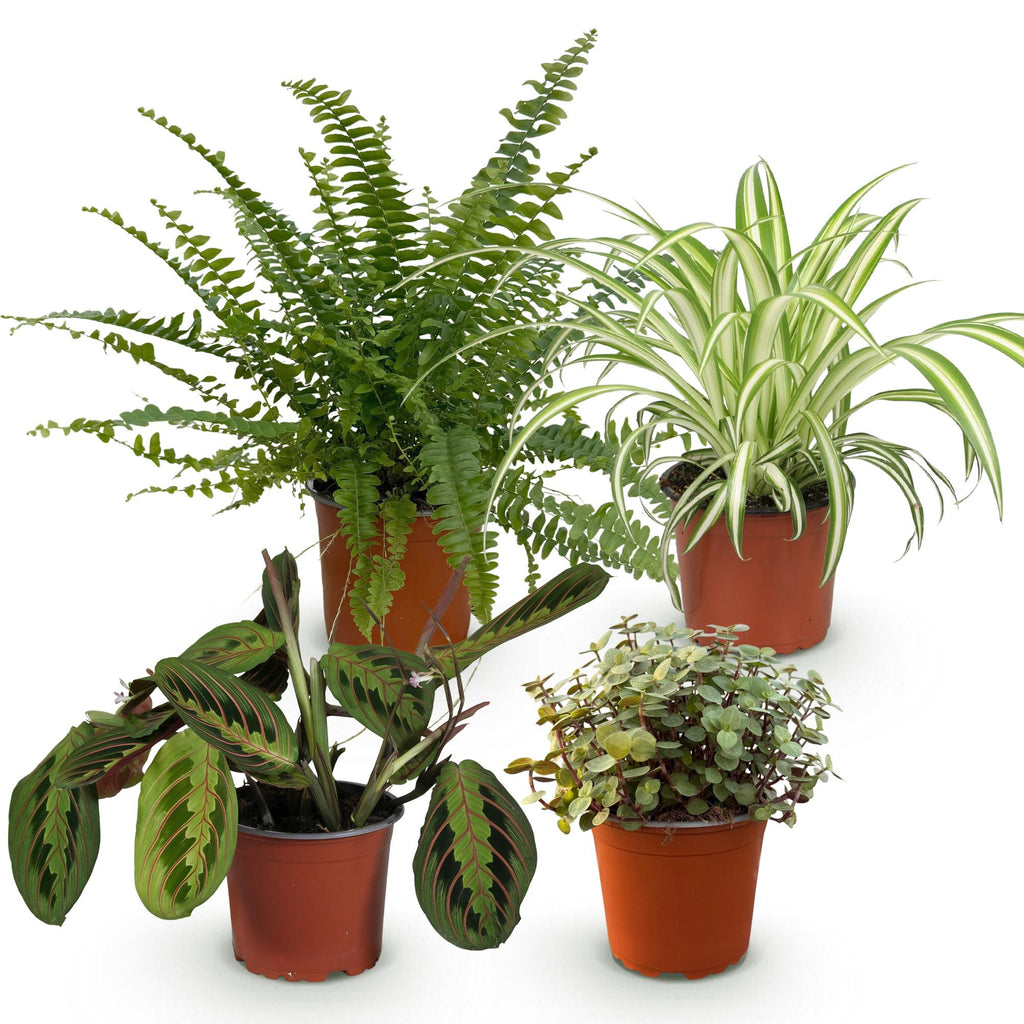 Kamerplant - Chlorophytum - Maranta - Calissia - Nephrolepsis - Mix van 4 - Huisdiervriendelijke Planten - Groen - 4 Planten - Pot 12cm - Hoogte 25cm