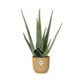 Aloe Vera 12cm in ELHO Vibes Fold 14cm geel