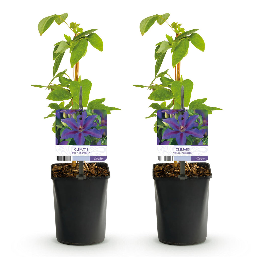 Klimplant - Clematis Mrs. N. Thompson - Bloem Roze - Weinig onderhoud - 2 planten -  Pot 11cm Hoogte 40cm