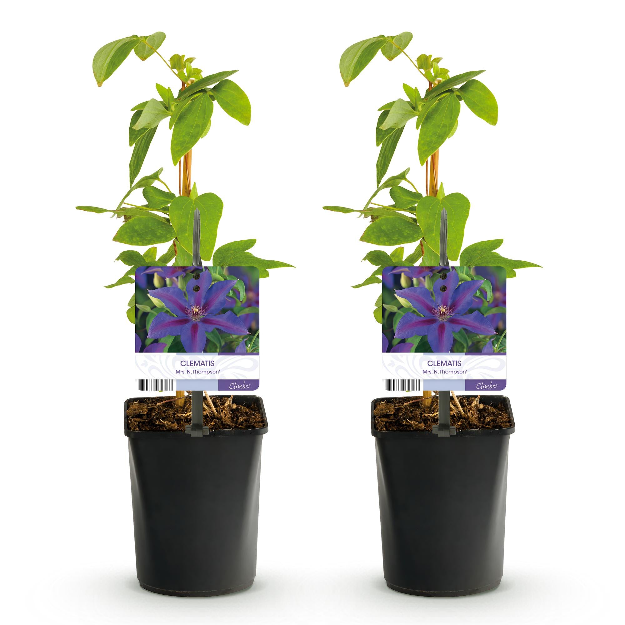 Klimplant - Clematis Mrs. N. Thompson - Bloem Roze - Weinig onderhoud - 2 planten -  Pot 11cm Hoogte 40cm