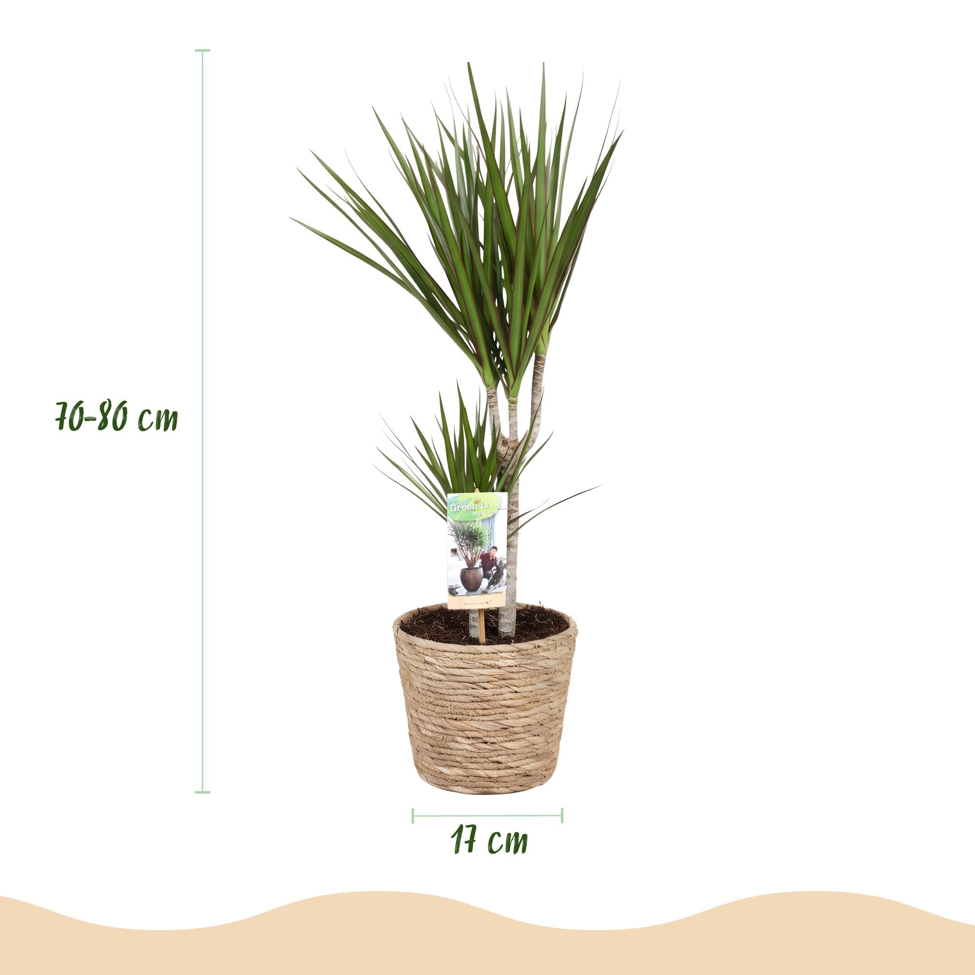 Green is... Kamerplanten - Dracaena Marginata - Drakenbloedboom - Weinig onderhoud - met mand - Groen - 2 Planten - Pot 17cm - Hoogte 70-80cm