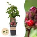 Fruitplant - Rubus phoenicolasius - Japanse wijnbes - Winterhard - Fel Rode Framboos - 2 Planten - Pot 15cm - Hoogte 50cm