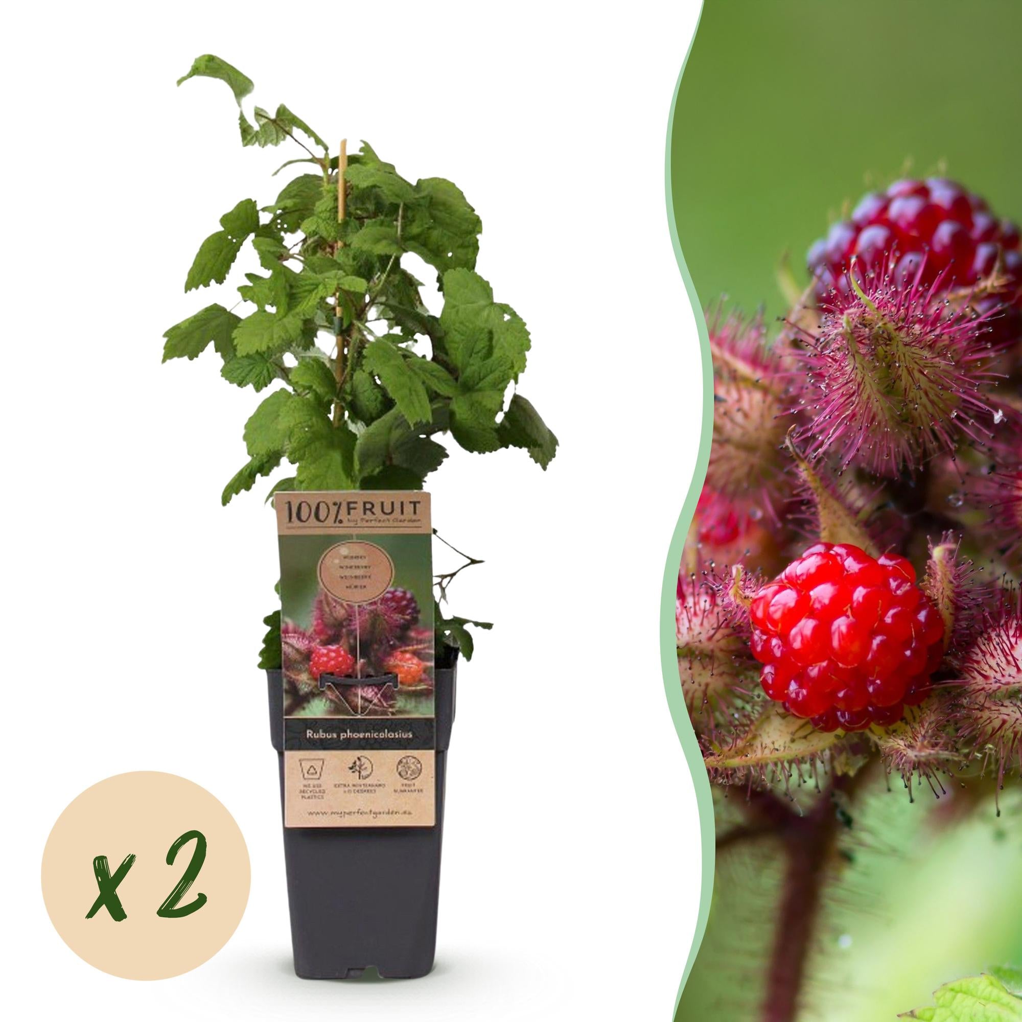 Fruitplant - Rubus phoenicolasius - Japanse wijnbes - Winterhard - Fel Rode Framboos - 2 Planten - Pot 15cm - Hoogte 50cm