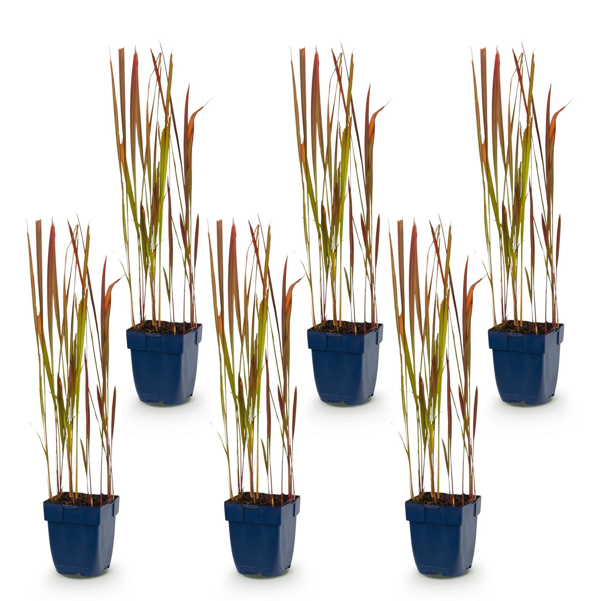 Grassen - Imperata cylindrica Red Baron - Japans bloedgras - Rode uitlopers - Rood - 6 Planten - Pot 11cm - Hoogte 15-25cm