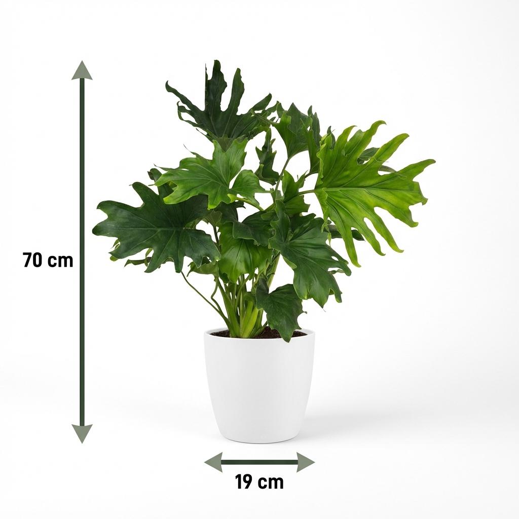 Kamerplant - Philodendron - Philodendron Lickety split - Groen - Weinig onderhoud - 1 Plant - met Potter Wit - Pot 19cm - Hoogte 70cm