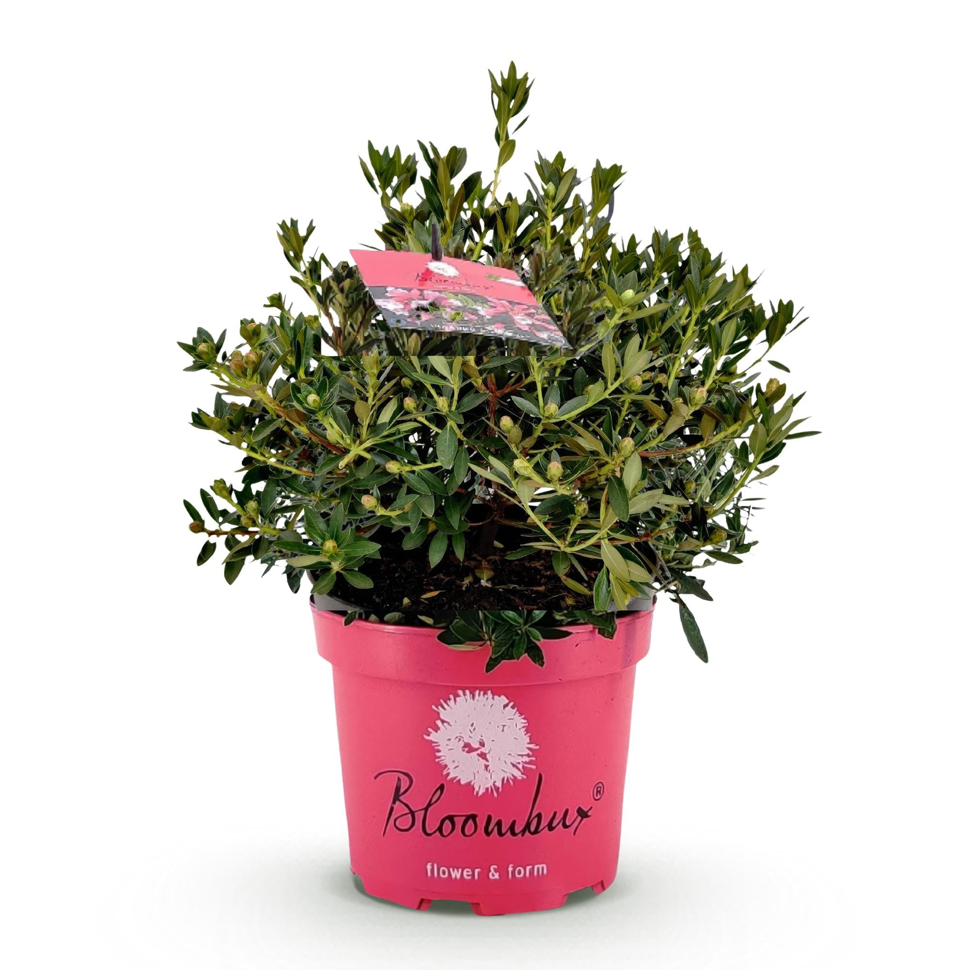 Dwerg Rhododendron - Rhododendron Bloombux Magenta - Bloeiende Buxus - Weinig Onderhoud - Roze Bloem - 1 Plant - Pot 23cm - Hoogte 45-55cm