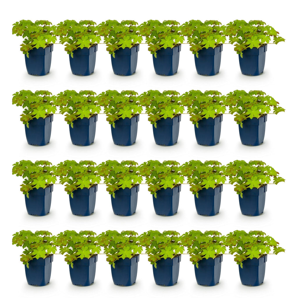 Vasteplant - Geranium macrorrhizum - Ooievaarsbek - Bodembedekkend - Roze - 24 Planten - Pot 11cm - Hoogte 15-25cm