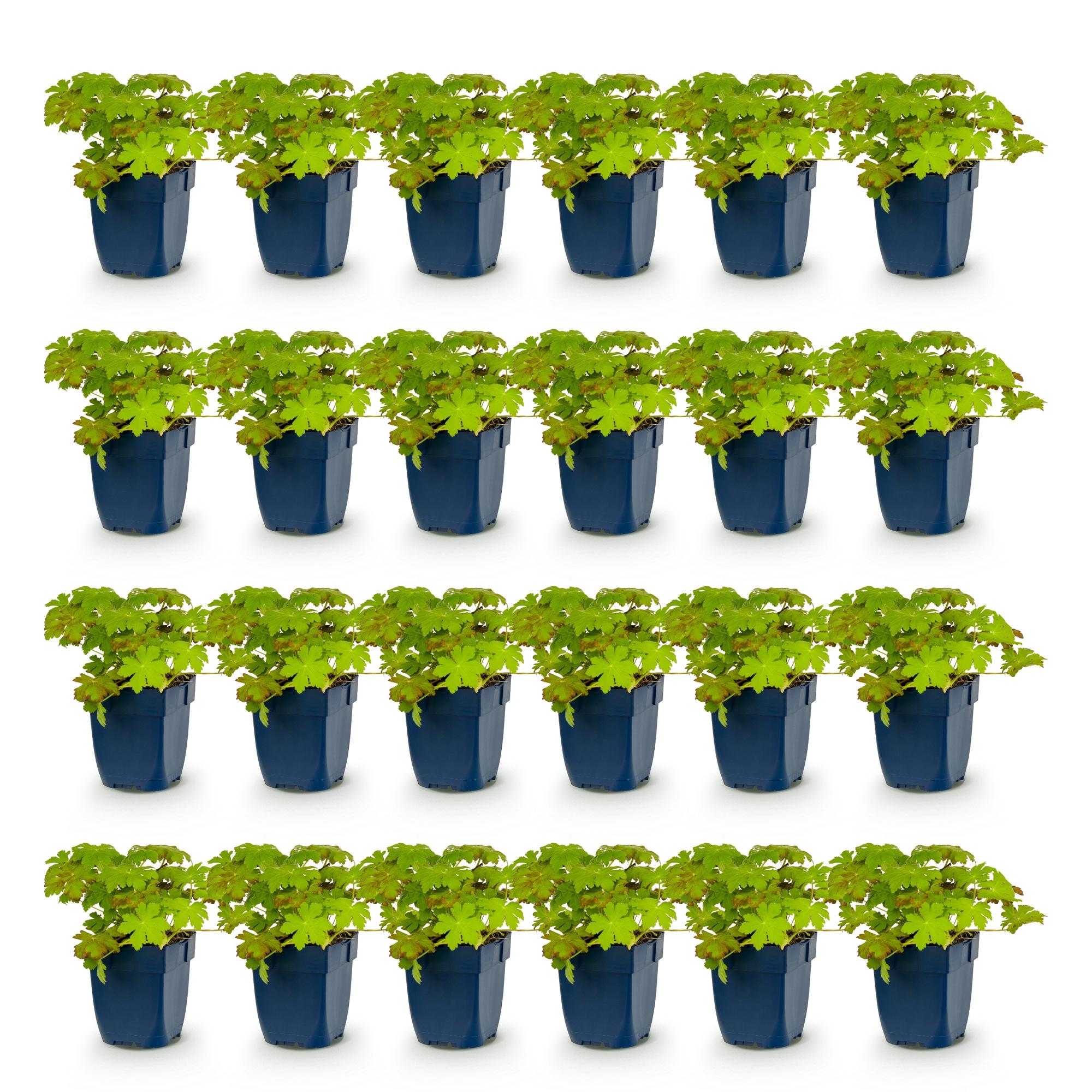 Vasteplant - Geranium macrorrhizum - Ooievaarsbek - Bodembedekkend - Roze - 24 Planten - Pot 11cm - Hoogte 15-25cm