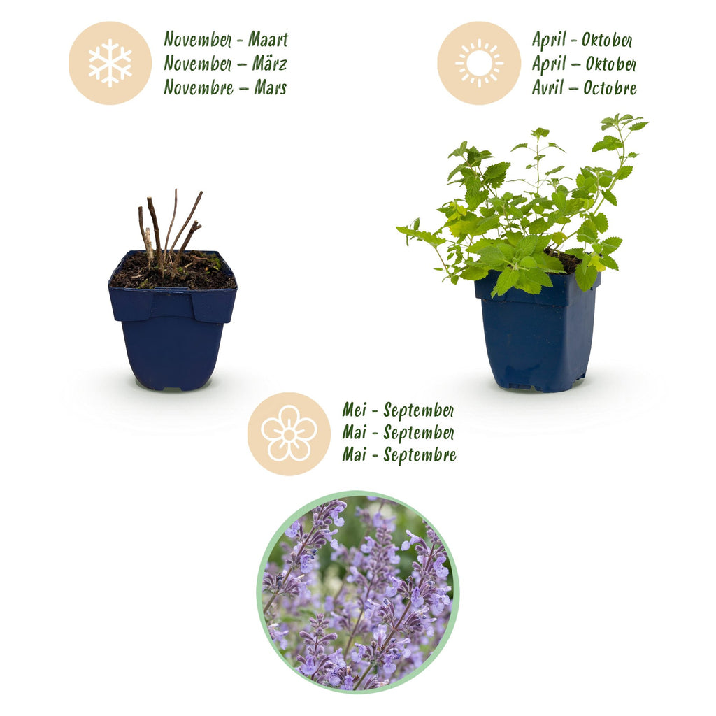 Vasteplant - Nepeta faassenii Walker's Low - Kattenkruid - Bijen en Vlinderlokkers - Blauw - 12 Planten - Pot 11cm - Hoogte 15-25cm