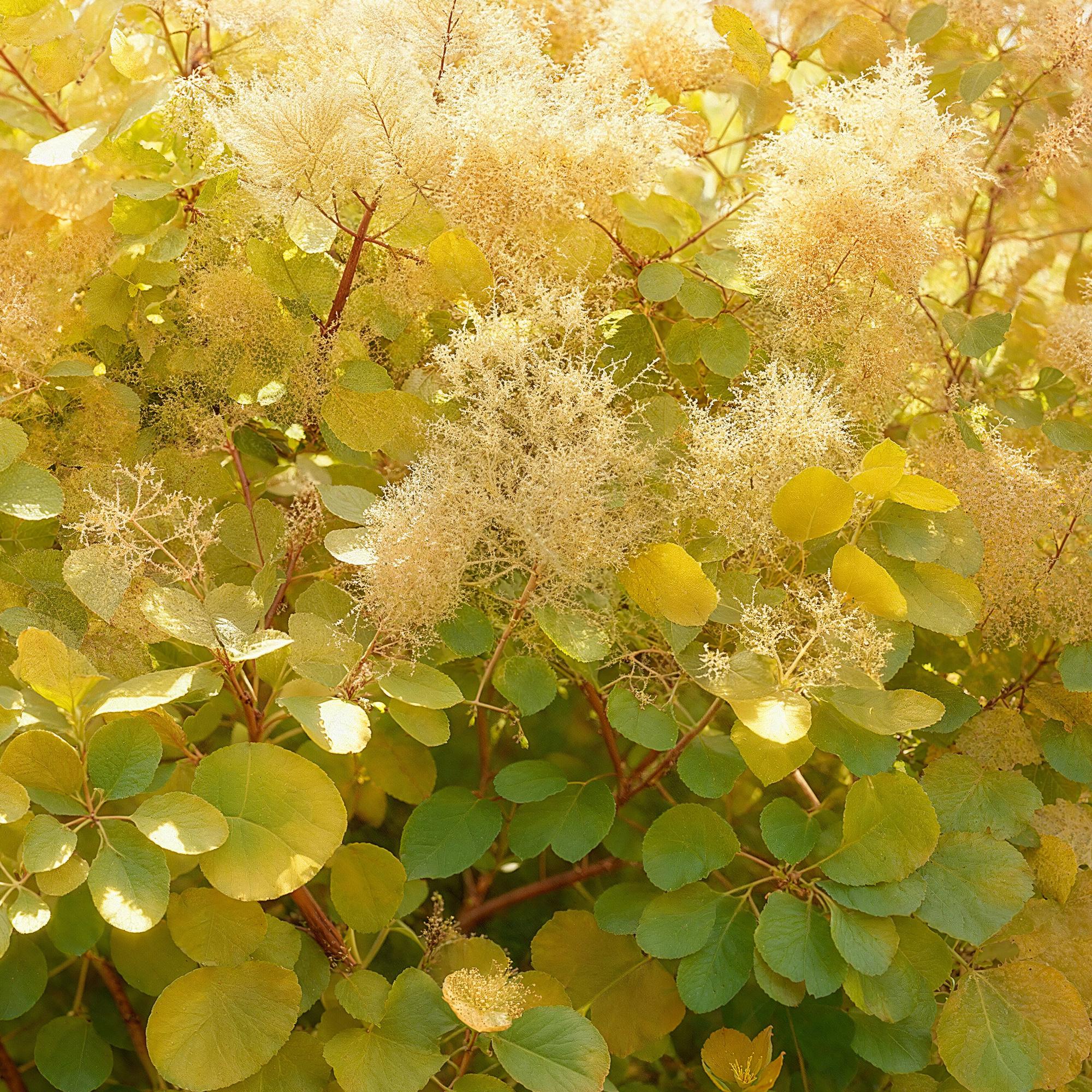 Tuinplant - Cotinus coggyria Golden Spirit - Geel - 1 Plant - Bladverliezend - Weinig Onderhoud - Pot 12cm Hoogte 35cm