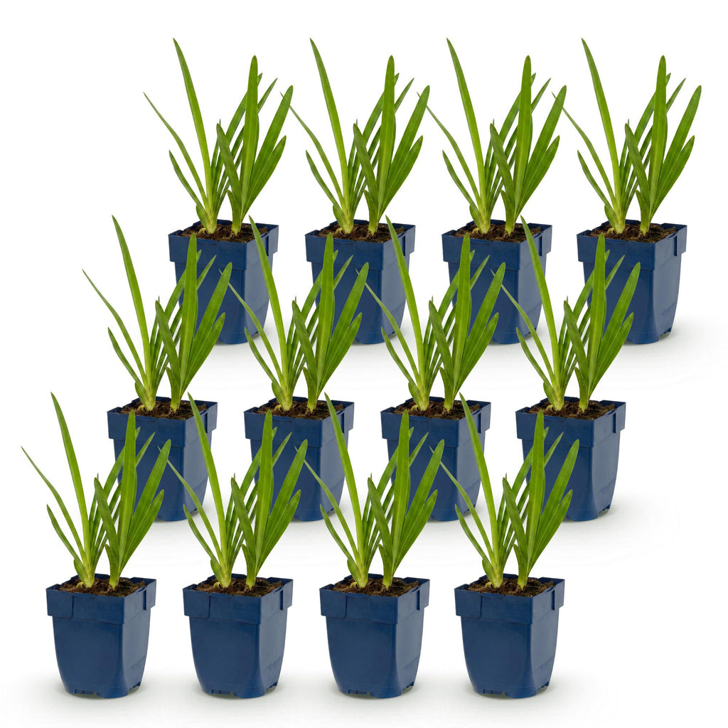 Vasteplant - Agapanthus africanus - Afrikaanse Lelie - Bijen en Vlinderlokkers - Blauw - 12 Planten - Pot 11cm - Hoogte 15-25cm